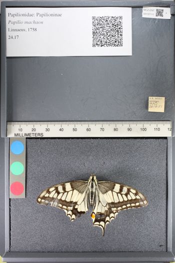 Media type: image;   Entomology 137111
